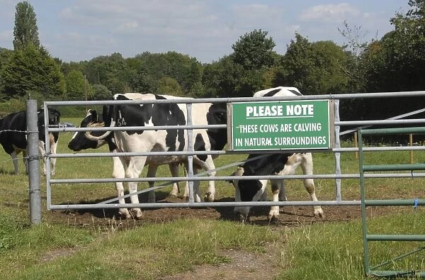 Domestic Cattle, Holstein Friesian dairy cows, standing beside gate with Please Note