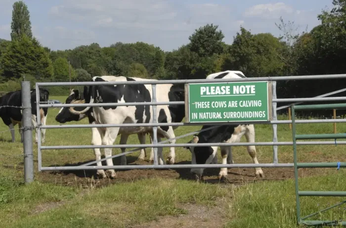 Framed Print : Domestic Cattle, Holstein Friesian dairy cows, standing beside gate with Please Note