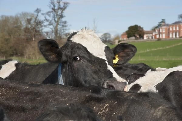 Domestic Cattle, Holstein Friesian type dairy cows, herd in pasture on organic farm, Shropshire, England, march