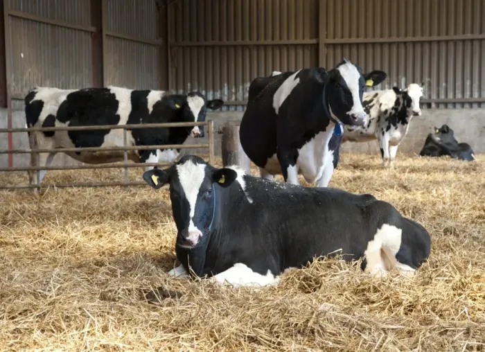 Framed Print : Domestic Cattle, Holstein Friesian type dairy cows, herd in straw yard, on organic farm, Shropshire, England, march Framed Print : Domestic Cattle, Holstein Friesian type dairy cows, herd in straw yard, on organic farm, Shropshire, England, march