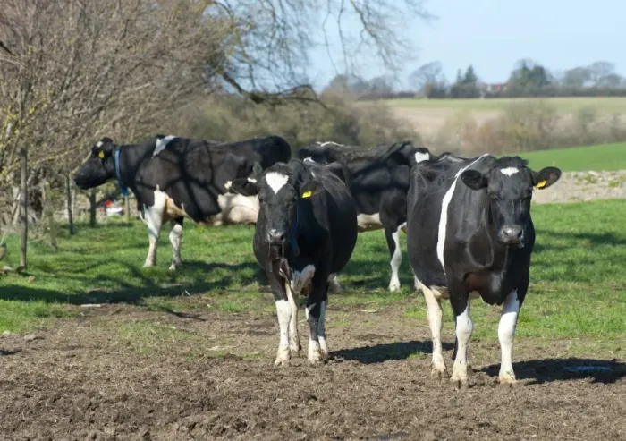 Framed Print : Domestic Cattle, Holstein Friesian type dairy cows, herd standing in poached pasture on organic farm, Shropshire, England, march Framed Print : Domestic Cattle, Holstein Friesian type dairy cows, herd standing in poached pasture on organic farm, Shropshire, England, march