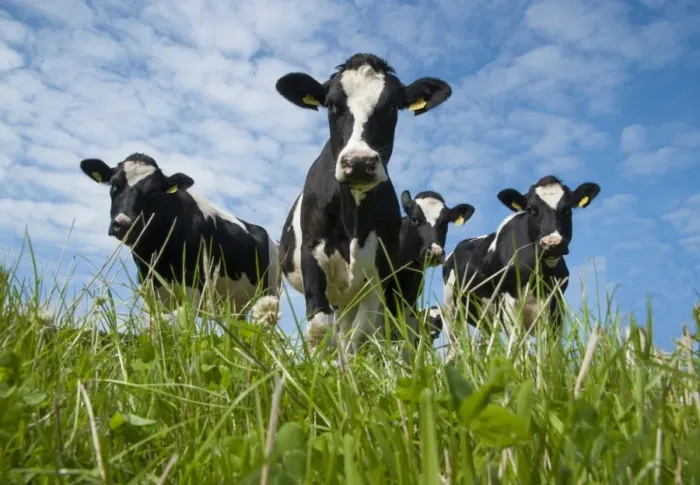 Framed Print : Domestic Cattle, Holstein Friesian type dairy cows, herd standing in pasture, Port Soderick, Isle of Man, August Framed Print : Domestic Cattle, Holstein Friesian type dairy cows, herd standing in pasture, Port Soderick, Isle of Man, August