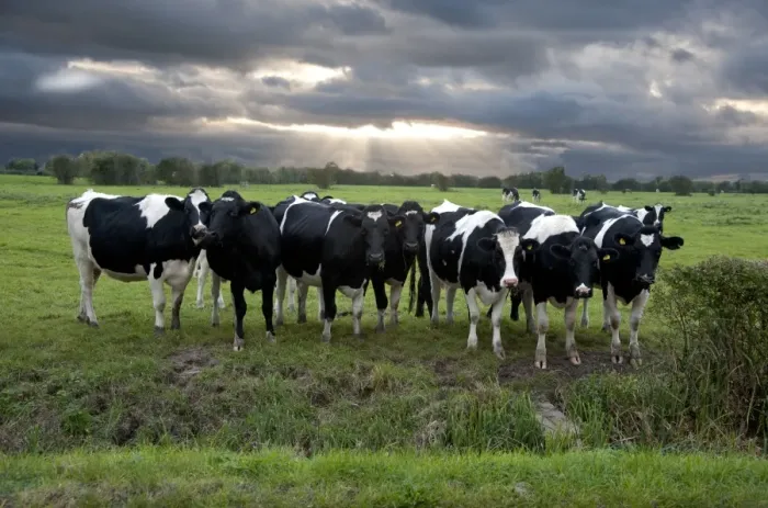 Framed Print : Domestic Cattle, Holstein heifers, herd standing in pasture, with clouds and sunbeams, Mark, Somerset, England, october Framed Print : Domestic Cattle, Holstein heifers, herd standing in pasture, with clouds and sunbeams, Mark, Somerset, England, october