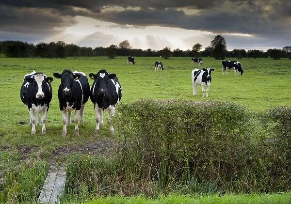 Domestic Cattle, Holstein heifers, herd standing in pasture, with clouds and sunbeams, Mark, Somerset, England, october