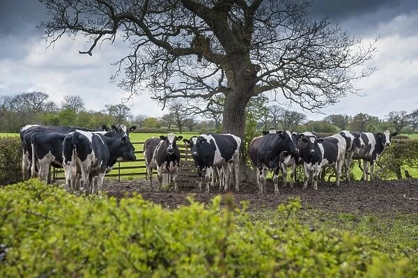 Domestic Cattle, Holstein heifers, herd sheltering from rain under trees, Farndon, Cheshire, England, april