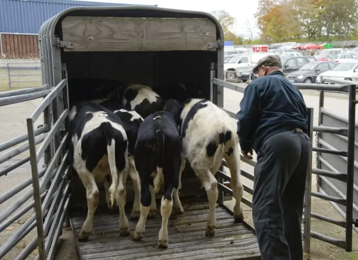 Framed Print : Domestic Cattle, Holstein male calves, being loaded onto livestock trailer at market, Carlisle Livestock Market, Cumbria, England, november Framed Print : Domestic Cattle, Holstein male calves, being loaded onto livestock trailer at market, Carlisle Livestock Market, Cumbria, England, november
