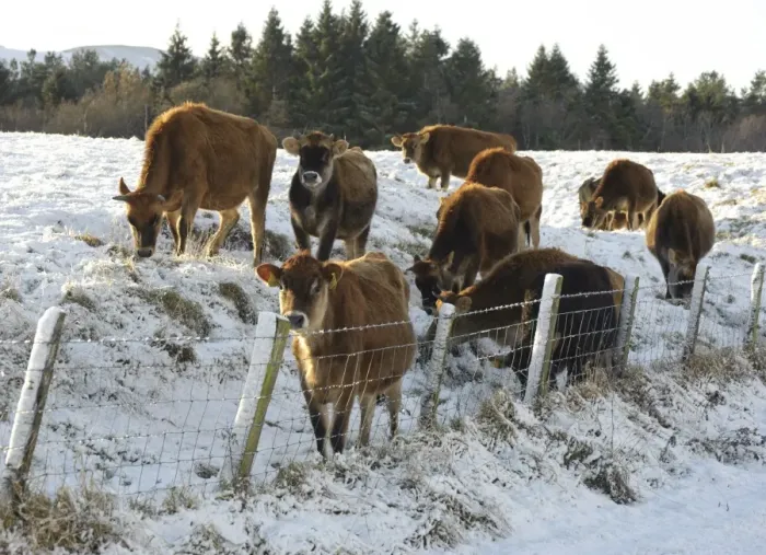 Framed Print : Domestic Cattle, Jersey heifers, herd standing beside wire fence at edge of snow covered pasture, Whitewell, Lancashire, England, november Framed Print : Domestic Cattle, Jersey heifers, herd standing beside wire fence at edge of snow covered pasture, Whitewell, Lancashire, England, november