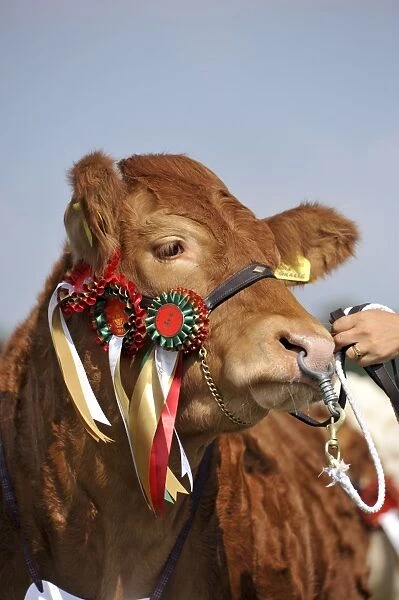 Domestic Cattle, Limousin beef cow, close-up of head, show champion with rosettes, on halter with ring through nose