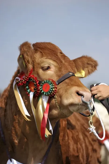 Framed Print : Domestic Cattle, Limousin beef cow, close-up of head, show champion with rosettes, on halter with ring through nose Framed Print : Domestic Cattle, Limousin beef cow, close-up of head, show champion with rosettes, on halter with ring through nose