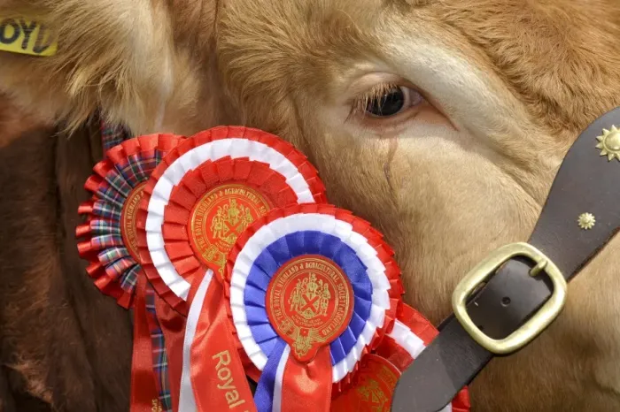 Framed Print : Domestic Cattle, Limousin bull, close-up of head, show champion with rosettes, Royal Highland Show, Ingliston Framed Print : Domestic Cattle, Limousin bull, close-up of head, show champion with rosettes, Royal Highland Show, Ingliston
