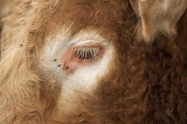 Domestic Cattle, Limousin, bull, close-up of face with flies around eye, England, may
