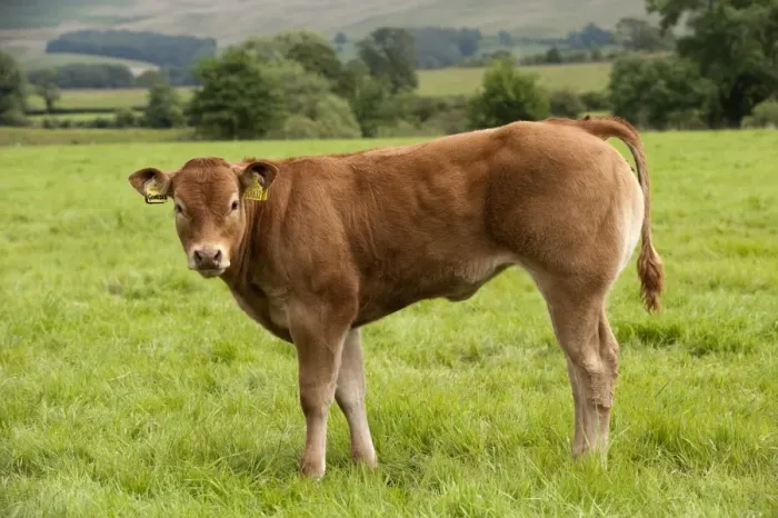 Framed Print : Domestic Cattle, Limousin bull calf, standing in pasture, England, july Framed Print : Domestic Cattle, Limousin bull calf, standing in pasture, England, july
