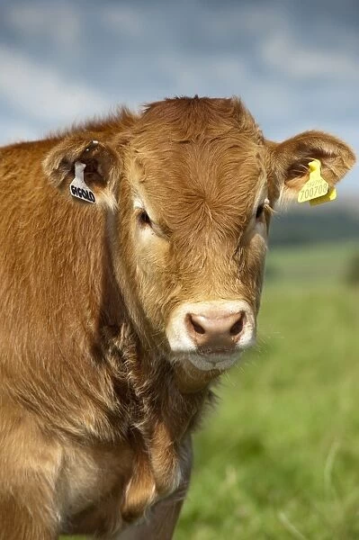 Domestic Cattle, Limousin bull calf, close-up of head, standing in pasture, North Lancashire, England, august