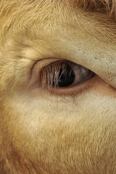 Domestic Cattle, Limousin bull, close-up of eye, England, May