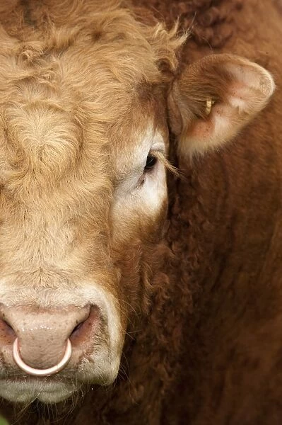 Domestic Cattle, Limousin, bull, close-up of face, with ring through nose, England, may