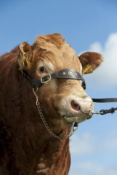 Domestic Cattle, Limousin bull, close-up of head, wearing halter, Yorkshire, England, April