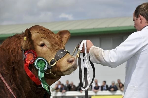 Domestic Cattle, Limousin bull, close-up of head, show champion with rosettes, on halter held by stockman, Royal Highland Show, Ingliston, Edinburgh, Scotland, june 2011