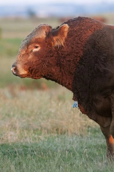 Domestic Cattle, Limousin bull, close-up of head and chest, with neck identification tag, on coastal grazing marsh