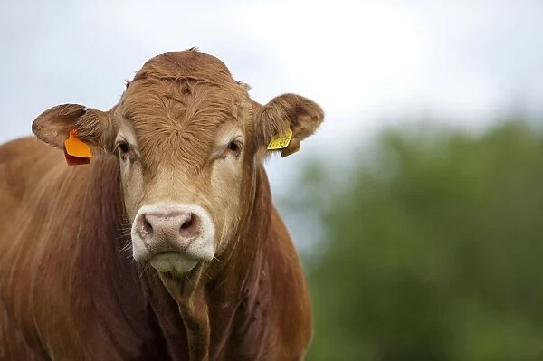 Domestic Cattle, Limousin bull, close-up of head, in pasture, Cumbria, England, August