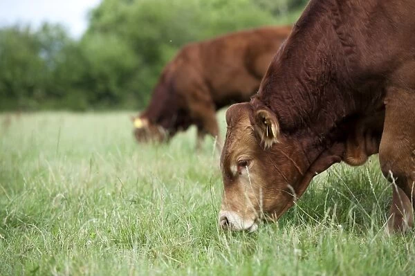 Domestic Cattle, Limousin bull, close-up of head, grazing in pasture, Cumbria, England, August