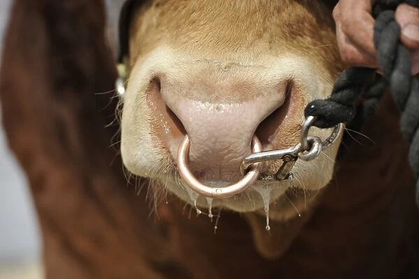 Domestic Cattle, Limousin bull, close-up of nose with ring, being led at show, England, May
