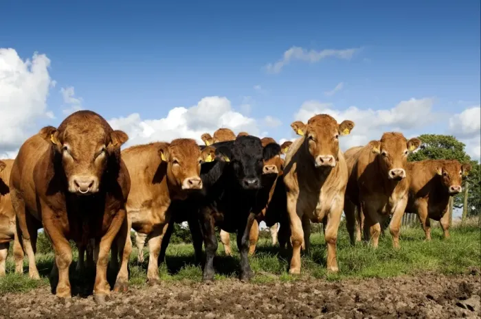Framed Print : Domestic Cattle, Limousin bull and cows, herd standing on poached land damaged by wet weather and cattle feet, Cumbria Framed Print : Domestic Cattle, Limousin bull and cows, herd standing on poached land damaged by wet weather and cattle feet, Cumbria