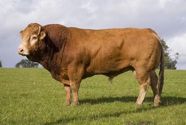 Domestic Cattle, Limousin bull, standing in pasture, near Melton Mowbray, Leicestershire, England, October