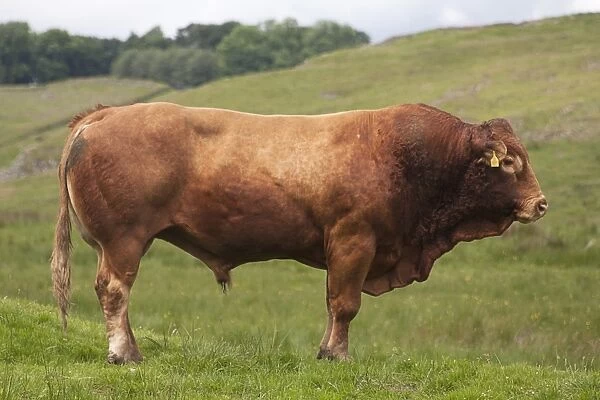 Domestic Cattle, Limousin bull, standing in pasture, near Hadrians Wall, Northumberland N. P