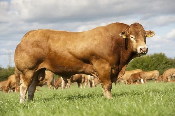 Domestic Cattle, Limousin bull, standing in pasture, Cumbria, England, August