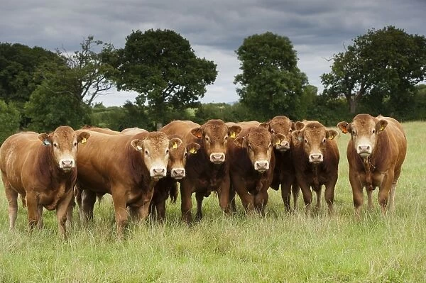 Domestic Cattle, Limousin bulls, herd standing in pasture, Cumbria, England, August