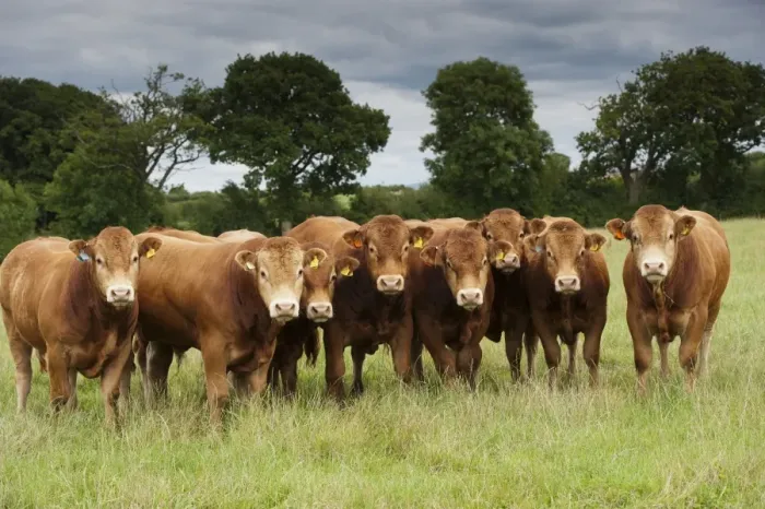 Framed Print : Domestic Cattle, Limousin bulls, herd standing in pasture, Cumbria, England, August Framed Print : Domestic Cattle, Limousin bulls, herd standing in pasture, Cumbria, England, August