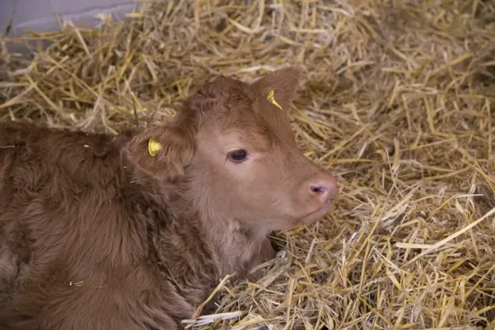 Framed Print : Domestic Cattle, Limousin calf, resting on straw, Welshpool, Powys, Wales, November Framed Print : Domestic Cattle, Limousin calf, resting on straw, Welshpool, Powys, Wales, November