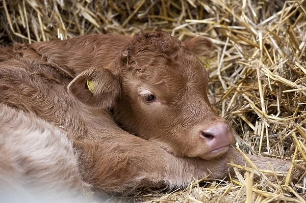 Domestic Cattle, Limousin calf, resting on straw, Welshpool, Powys, Wales, November