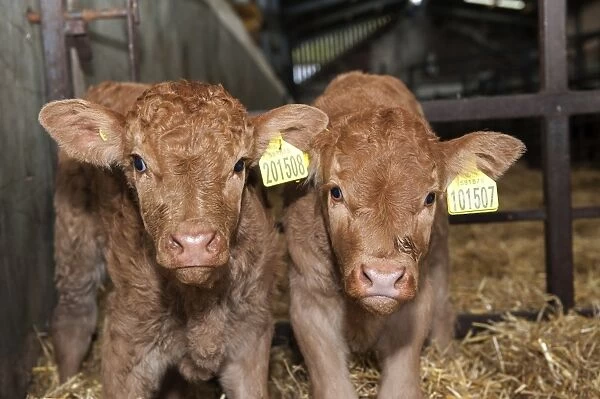 Domestic Cattle, Limousin calves, one-day old, born as part of embryo transplant program to improve genetics, England