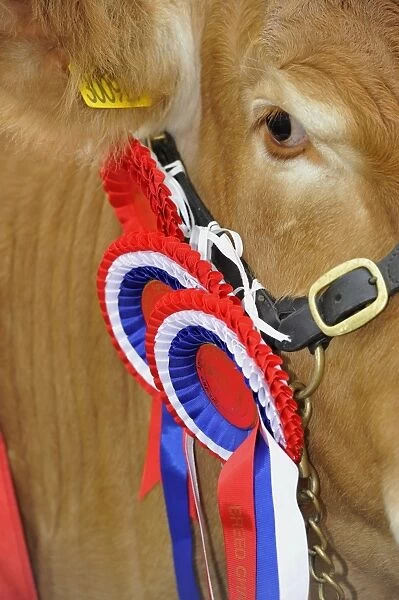 Domestic Cattle, Limousin champion, close-up of head and rosettes at agricultural show, Yorkshire, England, July