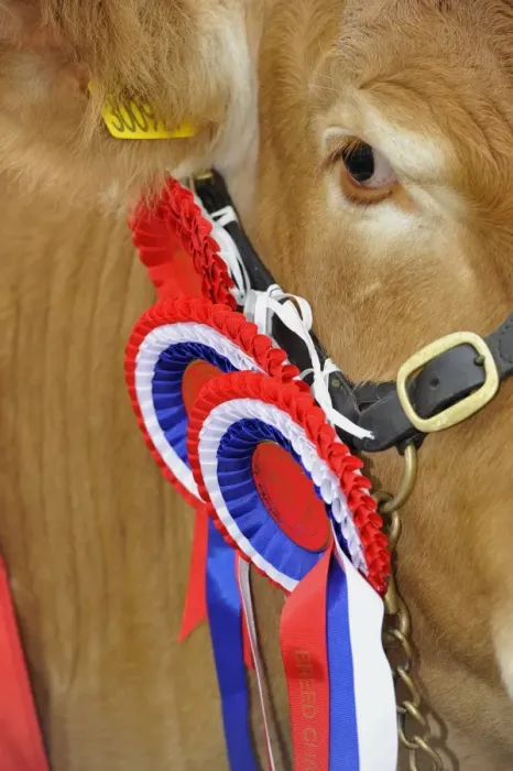 Framed Print : Domestic Cattle, Limousin champion, close-up of head and rosettes at agricultural show, Yorkshire, England, July Framed Print : Domestic Cattle, Limousin champion, close-up of head and rosettes at agricultural show, Yorkshire, England, July