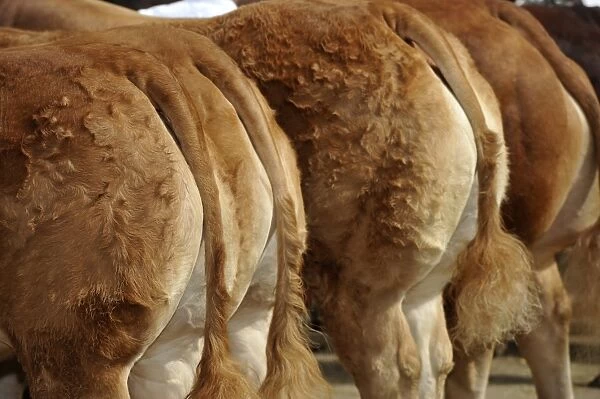 Domestic Cattle, Limousin, close-up of groomed rumps and tails at agricultural show, Yorkshire, England, July