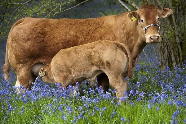 Domestic Cattle, Limousin cow with bull calf, suckling, standing amongst Bluebell (Endymion non-scriptus)