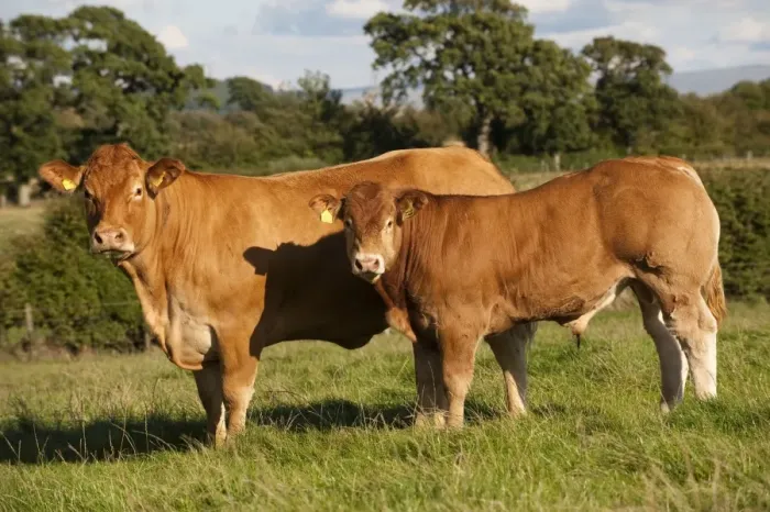 Framed Print : Domestic Cattle, Limousin cow with bull calf, standing in pasture, Cumbria, England, august Framed Print : Domestic Cattle, Limousin cow with bull calf, standing in pasture, Cumbria, England, august