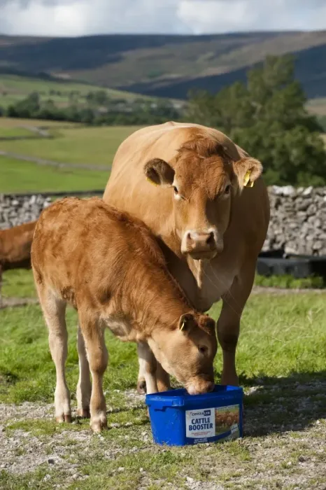 Framed Print : Domestic Cattle, Limousin cow and calf, licking Cattle Booster supplement feed block in pasture, England, august Framed Print : Domestic Cattle, Limousin cow and calf, licking Cattle Booster supplement feed block in pasture, England, august