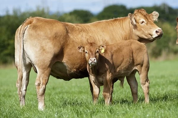 Domestic Cattle, Limousin cow and calf, standing in pasture, Cumbria, England, August