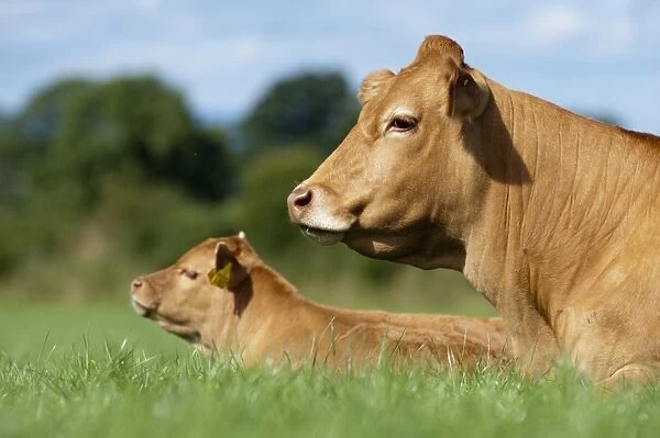 Domestic Cattle, Limousin cow and calf, resting in pasture, Cumbria, England, August