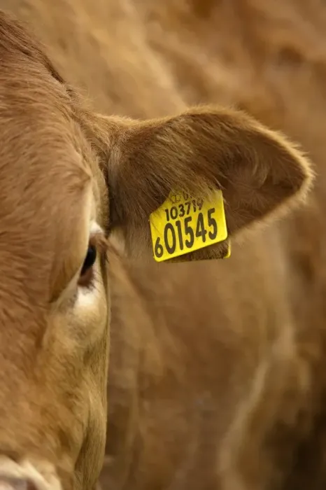 Framed Print : Domestic Cattle, Limousin cow, close-up of ear with identification tag, showing herd number and individual number, England, august Framed Print : Domestic Cattle, Limousin cow, close-up of ear with identification tag, showing herd number and individual number, England, august