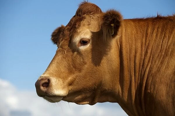 Domestic Cattle, Limousin cow, close-up of head, England, august