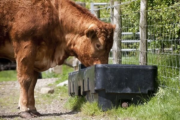 Domestic Cattle, Limousin, cow, drinking from water trough, beside wire fence in pasture, England, may