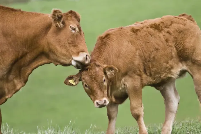 Framed Print : Domestic Cattle, Limousin cow grooming calf, in pasture, Dorset, England, september Framed Print : Domestic Cattle, Limousin cow grooming calf, in pasture, Dorset, England, september