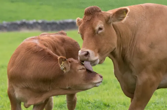 Framed Print : Domestic Cattle, Limousin cow licking calf, with midge swarm in pasture, Slaidburn, Forest of Bowland, Lancashire Framed Print : Domestic Cattle, Limousin cow licking calf, with midge swarm in pasture, Slaidburn, Forest of Bowland, Lancashire