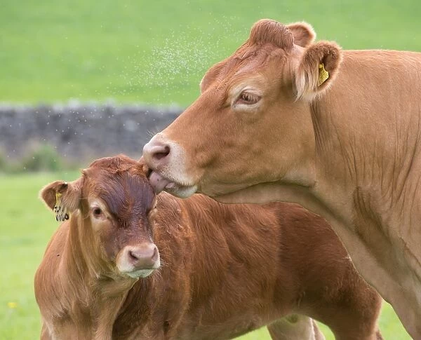 Domestic Cattle, Limousin cow licking calf, with midge swarm in pasture, Slaidburn, Forest of Bowland, Lancashire