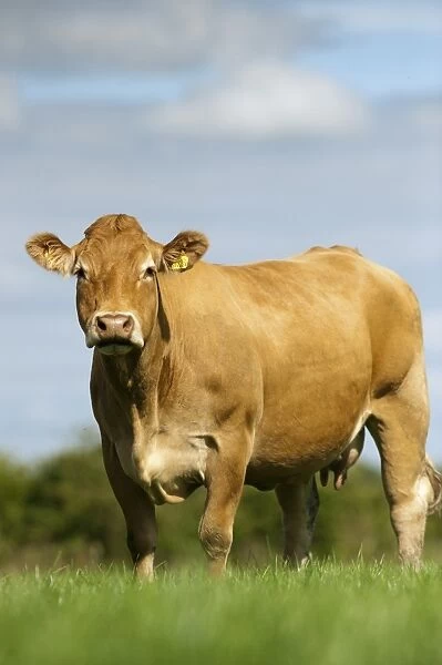 Domestic Cattle, Limousin cow, standing in lush pasture, Cumbria, England, August