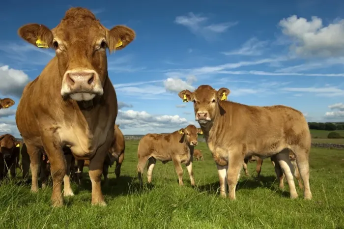 Framed Print : Domestic Cattle, Limousin, cows with calves, herd standing in pasture, England, august Framed Print : Domestic Cattle, Limousin, cows with calves, herd standing in pasture, England, august